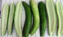 什么瓜可以做瓜条吃,揭秘制作瓜条的秘密食材